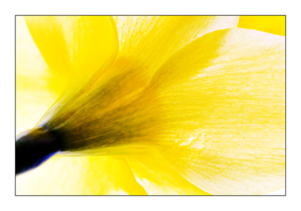 Daffodil 9